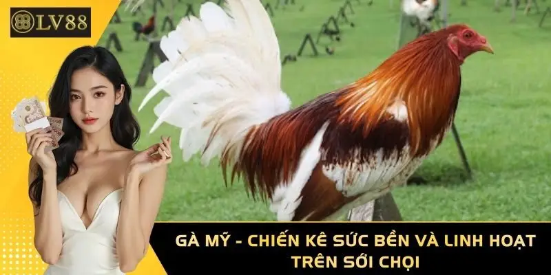 Gà Mỹ - Chiến Kê Sức Bền Và Linh Hoạt Trên Sới Chọi