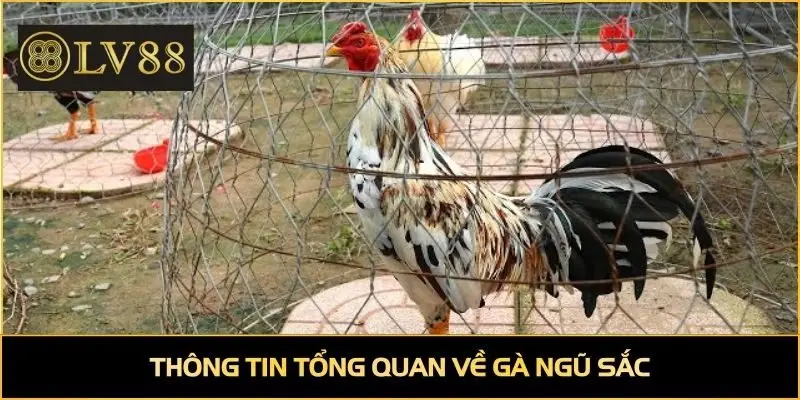 Thông tin tổng quan về gà ngũ sắc