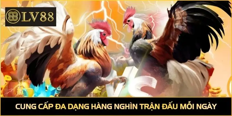 Cung cấp đa dạng hàng nghìn trận đấu chọi gà mỗi ngày